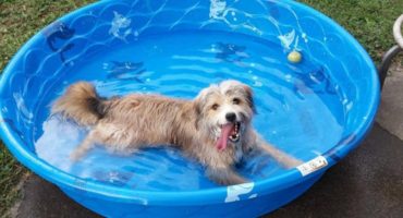 dog in pool