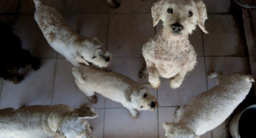 Mixed breed dogs wait of their food in t