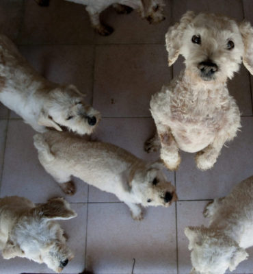 Mixed breed dogs wait of their food in t