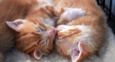 KittenRescue_KittenCareBasics