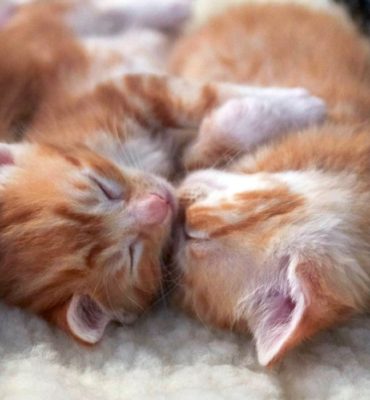 KittenRescue_KittenCareBasics