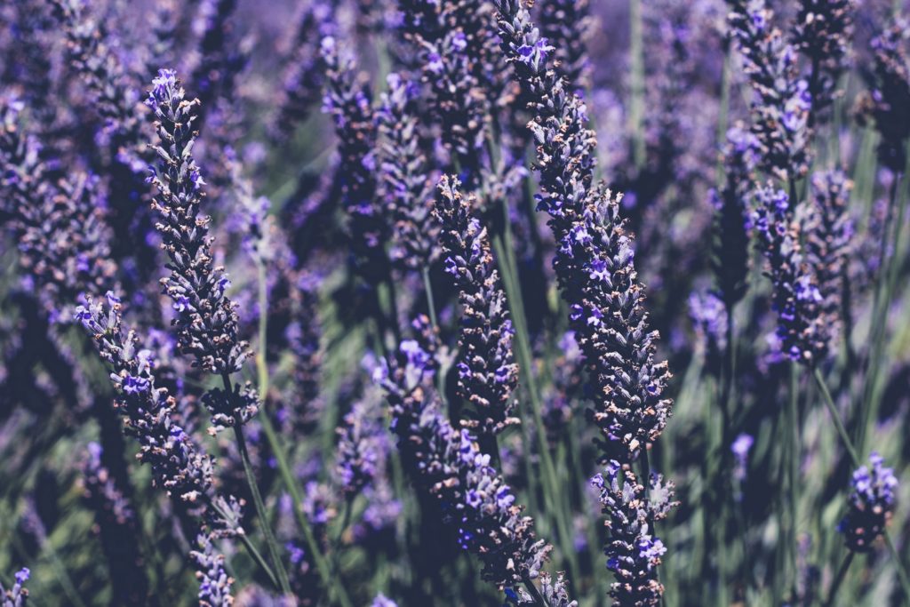 BE KIND & CO | 5 Essential Oils to Incorporate Aromatherapy Into Your Soul and Your Space
